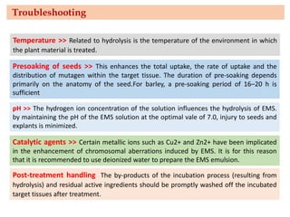 Troubleshooting
Temperature >> Related to hydrolysis is the temperature of the environment in which
the plant material is treated.
Presoaking of seeds >> This enhances the total uptake, the rate of uptake and the
distribution of mutagen within the target tissue. The duration of pre-soaking depends
primarily on the anatomy of the seed.For barley, a pre-soaking period of 16–20 h is
sufficient
pH >> The hydrogen ion concentration of the solution influences the hydrolysis of EMS.
by maintaining the pH of the EMS solution at the optimal vale of 7.0, injury to seeds and
explants is minimized.
Catalytic agents >> Certain metallic ions such as Cu2+ and Zn2+ have been implicated
in the enhancement of chromosomal aberrations induced by EMS. It is for this reason
that it is recommended to use deionized water to prepare the EMS emulsion.
Post-treatment handling The by-products of the incubation process (resulting from
hydrolysis) and residual active ingredients should be promptly washed off the incubated
target tissues after treatment.
 