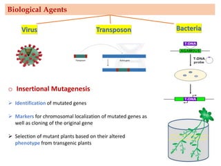 Virus Transposon
Biological Agents
Bacteria
o Insertional Mutagenesis
➢ Identification of mutated genes
➢ Markers for chromosomal localization of mutated genes as
well as cloning of the original gene
➢ Selection of mutant plants based on their altered
phenotype from transgenic plants
 