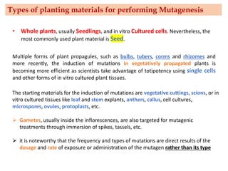 • Whole plants, usually Seedlings, and in vitro Cultured cells. Nevertheless, the
most commonly used plant material is Seed.
The starting materials for the induction of mutations are vegetative cuttings, scions, or in
vitro cultured tissues like leaf and stem explants, anthers, callus, cell cultures,
microspores, ovules, protoplasts, etc.
➢ Gametes, usually inside the inflorescences, are also targeted for mutagenic
treatments through immersion of spikes, tassels, etc.
➢ it is noteworthy that the frequency and types of mutations are direct results of the
dosage and rate of exposure or administration of the mutagen rather than its type
Multiple forms of plant propagules, such as bulbs, tubers, corms and rhizomes and
more recently, the induction of mutations in vegetatively propagated plants is
becoming more efficient as scientists take advantage of totipotency using single cells
and other forms of in vitro cultured plant tissues.
Types of planting materials for performing Mutagenesis
 