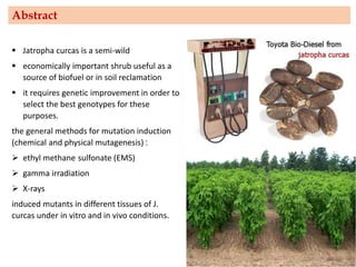 Abstract
▪ Jatropha curcas is a semi-wild
▪ economically important shrub useful as a
source of biofuel or in soil reclamation
▪ it requires genetic improvement in order to
select the best genotypes for these
purposes.
the general methods for mutation induction
(chemical and physical mutagenesis) :
➢ ethyl methane sulfonate (EMS)
➢ gamma irradiation
➢ X-rays
induced mutants in different tissues of J.
curcas under in vitro and in vivo conditions.
 