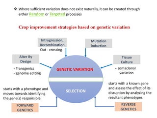 Mutation
induction
Introgression,
Recombination
Tissue
Culture
Alter By
Design
REVERSE
GENETICS
FORWARD
GENETICS
GENETIC VARIATION
SELECTION
Crop improvement strategies based on genetic variation
- Transgenics
- genome editing
- somaclonal
variation
❖ Where sufficient variation does not exist naturally, it can be created through
either Random or Targeted processes
Out - crossing
starts with a phenotype and
moves towards identifying
the gene(s) responsible
starts with a known gene
and assays the effect of its
disruption by analyzing the
resultant phenotypes
 