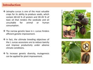 ❖ Jatropha curcas is one of the most valuable
crops for its ability to produce seeds, which
contain 60–63 % of protein and 30–45 % of
toxic oil that renders the seedcake and oil
unsuitable for animal or human
consumption.
❖ The narrow genetic base in J. curcas hinders
efficient genetic improvement.
❖ In fact, the ultimate breeding objectives of
the J. curcas accessions are to reduce toxicity
and improve productivity under adverse
climatic conditions.
❖ To increase genetic diversity, mutagenesis
can be applied for plant improvement.
Introduction
 