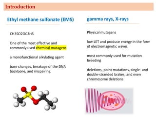Introduction
Ethyl methane sulfonate (EMS)
CH3SO2OC2H5
One of the most effective and
commonly used chemical mutagens
a monofunctional alkylating agent
base changes, breakage of the DNA
backbone, and mispairing
gamma rays, X-rays
Physical mutagens
low LET and produce energy in the form
of electromagnetic waves
most commonly used for mutation
breeding
deletions, point mutations, single- and
double-stranded brakes, and even
chromosome deletions
 