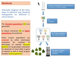 The Mutated populations (M1) are
generated
to reduce chimerism M2 or higher
populations are produced.
Entire mutant populations are
screened by either phenotypic
evaluation for selection of
phenotype of interest (forward
genetics) or by genotypic evaluation
for detection of novel allele in gene
of interest as well as study of gene
function (reverse genetics)
Schematic diagram of the basic
steps in physical and chemical
mutagenesis on different J.
curcas tissues
Methods
 