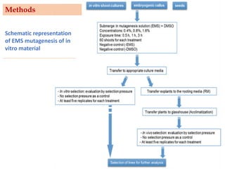 Methods
Schematic representation
of EMS mutagenesis of in
vitro material
 