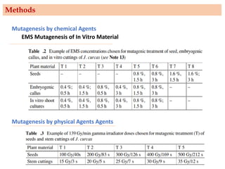 Methods
Mutagenesis by chemical Agents
EMS Mutagenesis of In Vitro Material
Mutagenesis by physical Agents Agents
 