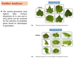 Further Analyses
❖ The second generation (and
higher) after chimera
dissolution of in vivo and in
vitro plants can be screened
for the selection of candidate
genes based on phenotypes
or genotypes.
 