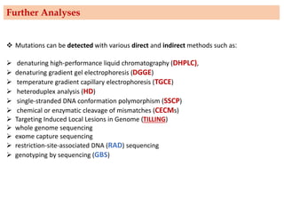 ❖ Mutations can be detected with various direct and indirect methods such as:
➢ denaturing high-performance liquid chromatography (DHPLC),
➢ denaturing gradient gel electrophoresis (DGGE)
➢ temperature gradient capillary electrophoresis (TGCE)
➢ heteroduplex analysis (HD)
➢ single-stranded DNA conformation polymorphism (SSCP)
➢ chemical or enzymatic cleavage of mismatches (CECMs)
➢ Targeting Induced Local Lesions in Genome (TILLING)
➢ whole genome sequencing
➢ exome capture sequencing
➢ restriction-site-associated DNA (RAD) sequencing
➢ genotyping by sequencing (GBS)
Further Analyses
 