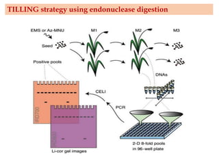 TILLING strategy using endonuclease digestion
 