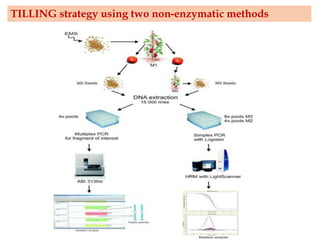 TILLING strategy using two non-enzymatic methods
 