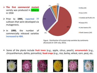 Figure . Distribution of mutant crop varieties by continents
(Accessed on 15th July, 2015).
➢ The first commercial mutant
variety was produced in tobacco
in 1934
➢ Prior to 1995, reported 77
cultivars that were developed via
mutagenesis.
➢ In 1995, the number of
commercially released varieties
increased to 484.
▪ Some of the plants include fruit trees (e.g., apple, citrus, peach), ornamentals (e.g.,
chrysanthemum, dahlia, poinsettia), food crops (e.g., rice, barley, wheat, corn, pea), etc.
 