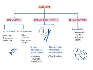 MUTATIONS
GENE MUTATION CHROMOSOMAL MUTATION GENOME MUTATION
At DNA level At protein level
- Transition
- Transversion
- Frame shift
- Silent
- Missense
- Non sense
- Neutral
Break in
Homologous
chromosome
Break in non
Homologous
chromosome
- Deletion
- Inversion
- Duplication
- Translocation
Aneuploidy
- Monosomic
- Trisomic
- Nullisomic
- Disomic
 