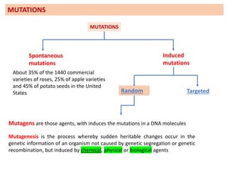 Mutagenesis is the process whereby sudden heritable changes occur in the
genetic information of an organism not caused by genetic segregation or genetic
recombination, but induced by chemical, physical or biological agents
MUTATIONS
Induced
mutations
Mutagens are those agents, with induces the mutations in a DNA molecules
MUTATIONS
Spontaneous
mutations
Random Targeted
About 35% of the 1440 commercial
varieties of roses, 25% of apple varieties
and 45% of potato seeds in the United
States
 