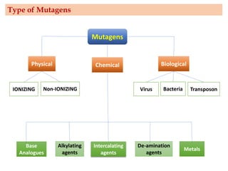Mutagens
Biological
Chemical
Physical
IONIZING Non-IONIZING Transposon
Bacteria
Virus
Metals
De-amination
agents
Intercalating
agents
Alkylating
agents
Base
Analogues
Type of Mutagens
 