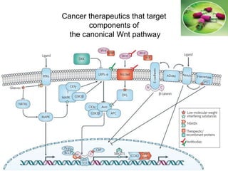 Cancer therapeutics that target
components of
the canonical Wnt pathway
 