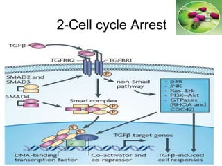 2-Cell cycle Arrest
 