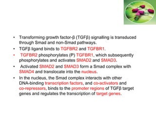 • Transforming growth factor-β (TGFβ) signalling is transduced
through Smad and non-Smad pathways.
• TGFβ ligand binds to TGFBR2 and TGFBR1.
• TGFBR2 phosphorylates (P) TGFBR1, which subsequently
phosphorylates and activates SMAD2 and SMAD3.
• Activated SMAD2 and SMAD3 form a Smad complex with
SMAD4 and translocate into the nucleus.
• In the nucleus, the Smad complex interacts with other
DNA-binding transcription factors, and co-activators and
co-repressors, binds to the promoter regions of TGFβ target
genes and regulates the transcription of target genes.
 