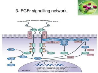 3- FGFr signalling network.
 