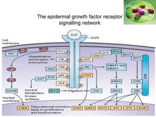 The epidermal growth factor receptor
signalling network
 