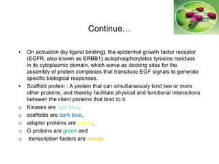 Continue…
• On activation (by ligand binding), the epidermal growth factor receptor
(EGFR, also known as ERBB1) autophosphorylates tyrosine residues
in its cytoplasmic domain, which serve as docking sites for the
assembly of protein complexes that transduce EGF signals to generate
specific biological responses.
• Scaffold protein : A protein that can simultaneously bind two or more
other proteins, and thereby facilitate physical and functional interactions
between the client proteins that bind to it.
o Kinases are light blue,
o scaffolds are dark blue,
o adaptor proteins are yellow,
o G proteins are green and
o transcription factors are orange.
 