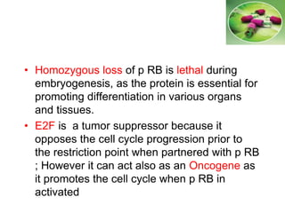 • Homozygous loss of p RB is lethal during
embryogenesis, as the protein is essential for
promoting differentiation in various organs
and tissues.
• E2F is a tumor suppressor because it
opposes the cell cycle progression prior to
the restriction point when partnered with p RB
; However it can act also as an Oncogene as
it promotes the cell cycle when p RB in
activated
 