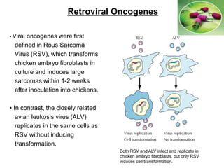 Retroviral Oncogenes
• Viral oncogenes were first
defined in Rous Sarcoma
Virus (RSV), which transforms
chicken embryo fibroblasts in
culture and induces large
sarcomas within 1-2 weeks
after inoculation into chickens.
• In contrast, the closely related
avian leukosis virus (ALV)
replicates in the same cells as
RSV without inducing
transformation.
Both RSV and ALV infect and replicate in
chicken embryo fibroblasts, but only RSV
induces cell transformation.
 