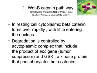 1. Wnt-B catenin path way.
(Drosophila mutants :Nobel Prize 1995)
(the term Wnt is an amalgam of Wg and Int1)
• In resting cell cytoplasmic beta catenin
turns over rapidly , with little entering
the nucleus.
• Degradation is controlled by
acytoplasmic complex that include
the product of apc gene (tumor
suppressor) and GSK , a kinase protein
that phosphorylates beta catenin.
 