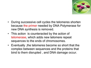 • During successive cell cycles the telomeres shorten
because the primer needed by DNA Polymerase for
new DNA synthesis is removed.
• This action is counteracted by the action of
telomerase, which adds new telomere repeat
sequences to the ends of chromosomes.
• Eventually ,the telomeres become so short that the
complex between sequences and the proteins that
bind to them disrupted , and DNA damage occur.
 