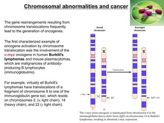 The gene rearrangements resulting from
chromosome translocations frequently
lead to the generation of oncogenes.
The first characterized example of
oncogene activation by chromosome
translocation was the involvement of the
c-myc oncogene in human Burkitt's
lymphomas and mouse plasmacytomas,
which are malignancies of antibody-
producing B lymphocytes
(immunoglobulins).
For example, virtually all Burkitt's
lymphomas have translocations of a
fragment of chromosome 8 to one of the
immunoglobulin gene loci, which reside
on chromosomes 2, (k light chain), 14
(heavy chain), and 22 (g light chain).
Chromosomal abnormalities and cancer
The c-myc proto-oncogene is translocated from chromosome 8 to the
immunoglobulin heavy-chain locus (IgH) on chromosome 14 in Burkitt's
lymphomas, resulting in abnormal c-myc expression.
 