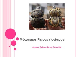 MÚGATENOS FÍSICOS Y QUÍMICOS 
Jessica Selena García Coronilla 
 