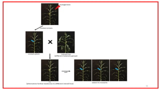 Mutant Assisted Gene Identification and Characterization (MAGIC).ppt