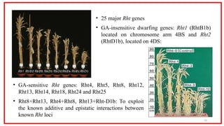 Mutant Assisted Gene Identification and Characterization (MAGIC).ppt