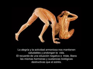 La alegría y la actividad armoniosa nos mantienen saludables y prolongan la  vida. El recuerdo de una situación negativa o  triste, libera las mismas hormonas y sustancias biológicas destructivas que el estrés. 