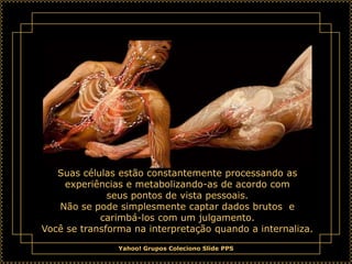 Suas células estão constantemente processando as
    experiências e metabolizando-as de acordo com
              seus pontos de vista pessoais.
   Não se pode simplesmente captar dados brutos e
            carimbá-los com um julgamento.
Você se transforma na interpretação quando a internaliza.
                Yahoo! Grupos Coleciono Slide PPS
 
