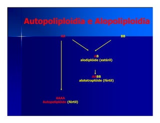 Autopoliploidia e Alopoliploidia
AB
alodiplóide (estéril)
AA BB
alodiplóide (estéril)
AAAA
Autopoliplóide (fértil)
AABB
alotetraplóide (fértil)
 