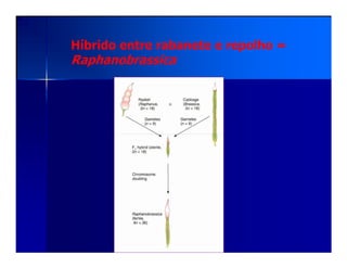Híbrido entre rabanete e repolho =
Raphanobrassica
 