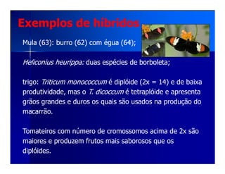 Exemplos de híbridos
Mula (63): burro (62) com égua (64);Mula (63): burro (62) com égua (64);
HeliconiusHeliconius heurippaheurippa:: duas espécies de borboleta;duas espécies de borboleta;
trigo: Triticum monococcum é diplóide (2x = 14) e de baixa
produtividade, mas o T. dicoccum é tetraplóide e apresenta
grãos grandes e duros os quais são usados na produção do
macarrão.
Tomateiros com número de cromossomos acima de 2x são
maiores e produzem frutos mais saborosos que os
diplóides.
 