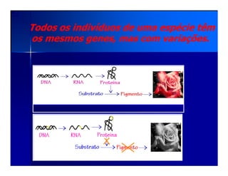 Todos os indivíduos de uma espécie têmTodos os indivíduos de uma espécie têm
os mesmos genes, mas com variações.os mesmos genes, mas com variações.
 