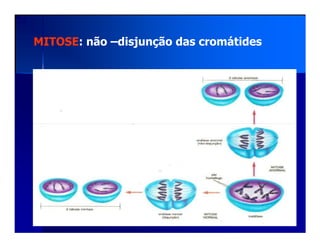 MITOSE: não –disjunção das cromátides
 
