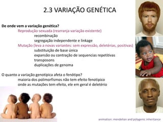 2.3 VARIAÇÃO GENÉTICA

De onde vem a variação genética?
         Reprodução sexuada (rearranja variação existente)
                  recombinação
                  segregação independente e linkage
         Mutação (leva a novas variantes: sem expressão, deletérias, positivas)
                  substituição de base única
                  expansão ou contração de sequencias repetitivas
                  transposons
                  duplicações de genoma

O quanto a variação genotípica afeta o fenótipo?
         maioria dos polimorfismos não tem efeito fenotipico
         onde as mutações tem efeito, ele em geral é deletério




                                                          animation: mendelian and polygenic inheritance
 