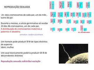 REPRODUÇÃO SEXUADA


2n: dois cromossomos de cada par, um da mãe ,
outro do pai

Durante a meiose, a celula germinativa só recebe
23 dos 46 cromosomos, um de cada par.
A distribuição de cromossomos maternos e
paternos é aleatória.
                   animation: random assortment


Um homem pode produzir 8 M de tipos distintos
de esperma
Idem: mulher

Um casal teoricamente poderia produzir 64 B de
descendentes distintos

Reprodução sexuada redistribui variação
 