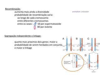 Recombinação:
        aumenta mais ainda a diversidade                animation: crossover
        probabilidade de recombinação varia:
           ao longo de cada cromossomo
           entre diferentes cromossomos
           entre os sexos :    50 por espermatozoide
                               80 por ovócito


Segregação independente e linkage:

         quanto mais proximos dois genes: maior a
         probabilidade de serem herdados em conjunto,
         e maior o linkage
 