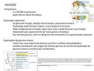 MUTAÇÃO
Transposons:
        1 a 10/100 nascimentos
        pode não ter efeito fenotipico

Duplicação segmental:
         Se gene tem função, seleção natural tende a preservá-lo como é
         Duplicação pode fornecer cópias a mais de genes funcionais
         Cópia antiga preserva função, cópia nova muta e pode fornecer nova função
         Importante para aparecimento de novos genes e fenótipos
         (Ex: familias genicas, como os 48 genes Hox envolvidos em segmentação corporea)

Duplicações de genoma inteiro:
         muito raro, mas importante (plantas com flor e anfíbios são poliploides)
         também contribuem com origem de familias genicas (2 eventos de duplicação de
         genoma inteiro na história dos vertebrados)
 