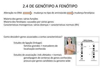 2.4 DE GENÓTIPO A FENÓTIPO
Alteração no DNA             mudança no tipo de aminoácido           mudança fenotípica

Maioria dos genes: várias funções
Maioria dos fenótipos: causados por vários genes
Caracteristicas monogenicas: várias doenças + caracteristicas normais (Rh)



Como descobrir genes associados a certas características?

         Estudos de ligação (linkage):
                  familias grandes + marcadores de
                  localização conhecida

         Estudos de associação: inds afetados + normais
                  genotipagem de centenas de genes conhecidos
                  procura por genes candidato ou genome wide
 