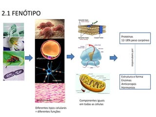 2.1 FENÓTIPO


                             osteoblasto                         Proteinas
                                                                 12-18% peso corpóreo




                                                                        responsáveis por:
           adipócito




                                                                 Estrutura e forma
                             neuronio                            Enzimas
                                                                 Anticoropos
                                                                 Hormonios



           Célula muscular                 Componentes iguais
                                           em todas as células
          Diferentes tipos celulares
          = diferentes funções
 