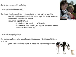 Genes para caracteristicas físicas:

Caracteristicas monogenicas:

Coreia de Huntington: inicio >40ª, perda de coordenação e cognição
          mutação no gene da huntingtina (produz proteina que promove
          sobrevida e crescimento celular)
          sequencia repetitiva CAG:
                   em individuos normais: 11 a 34 copias
                   em afetados:> 40 copias (reatividade diferente: menor
                   sobrevida de neuronios)


Caracteristicas poligenicas:

Tamanho em cães: muita variação ocorrida durante ~5000 anos (Sutter et
al, 2007)
          gene IGF1 no cromossomo 15 associado a tamanho pequeno
 
