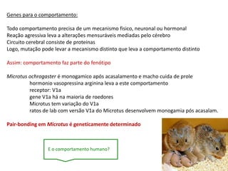 Genes para o comportamento:

Todo comportamento precisa de um mecanismo fisico, neuronal ou hormonal
Reação agressiva leva a alterações mensuráveis mediadas pelo cérebro
Circuito cerebral consiste de proteinas
Logo, mutação pode levar a mecanismo distinto que leva a comportamento distinto

Assim: comportamento faz parte do fenótipo

Microtus ochrogaster é monogamico após acasalamento e macho cuida de prole
         hormonio vasopressina arginina leva a este comportamento
         receptor: V1a
         gene V1a há na maioria de roedores
         Microtus tem variação do V1a
         ratos de lab com versão V1a do Microtus desenvolvem monogamia pós acasalam.

Pair-bonding em Microtus é geneticamente determinado



                E o comportamento humano?
 