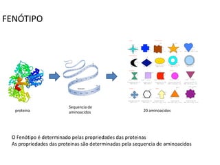 FENÓTIPO




                         Sequencia de
  proteina               aminoacidos                    20 aminoacidos




 O Fenótipo é determinado pelas propriedades das proteinas
 As propriedades das proteinas são determinadas pela sequencia de aminoacidos
 