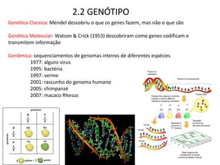 2.2 GENÓTIPO
Genética Classica: Mendel descobriu o que os genes fazem, mas não o que são

Genética Molecular: Watson & Crick (1953) descobriram como genes codificam e
transmitem informação

Genômica: sequenciamentos de genomas inteiros de diferentes espécies
        1977: alguns virus
        1995: bactéria
        1997: verme
        2001: rascunho do genoma humano
        2005: chimpanzé
        2007: macaco Rhesus
 