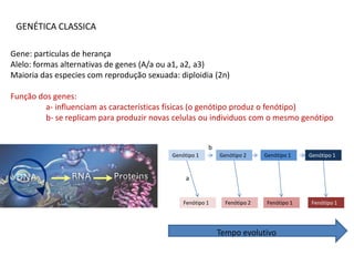 GENÉTICA CLASSICA

Gene: particulas de herança
Alelo: formas alternativas de genes (A/a ou a1, a2, a3)
Maioria das especies com reprodução sexuada: diploidia (2n)

Função dos genes:
         a- influenciam as características físicas (o genótipo produz o fenótipo)
         b- se replicam para produzir novas celulas ou individuos com o mesmo genótipo


                                                        b
                                           Genótipo 1       Genótipo 2     Genótipo 1    Genótipo 1


                                                a


                                               Fenótipo 1     Fenótipo 2    Fenótipo 1    Fenótipo 1




                                                            Tempo evolutivo
 